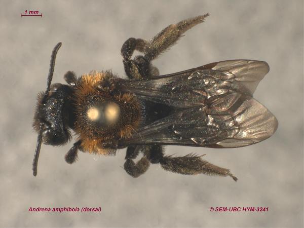 Photo of Andrena amphibola by Spencer Entomological Museum